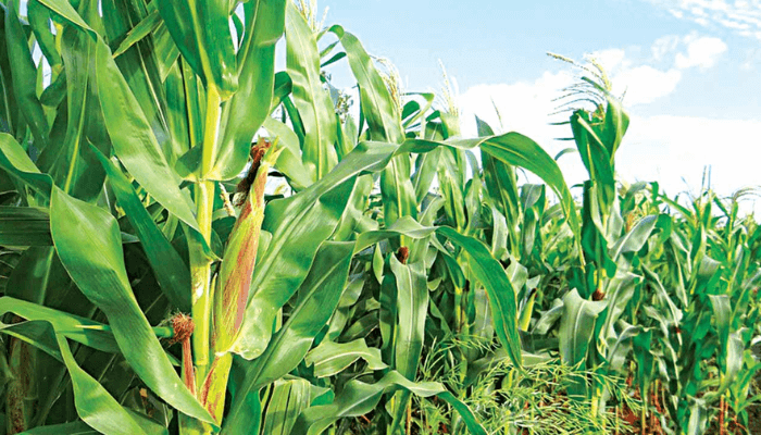 NALDA launches ambitious agric projects to boost food security