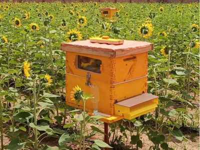 Beekeeping firm seeks partnership with universities