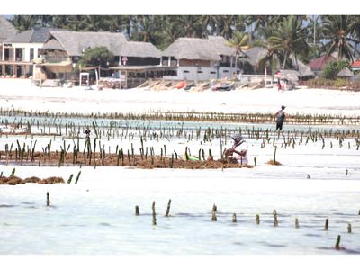 ‘Multi-trophic aquaculture key  to sustainable seaweed farming’