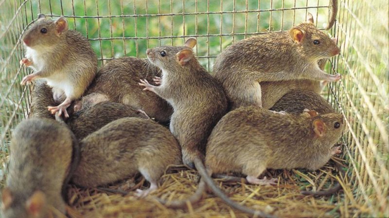 Nigeria’s current Lassa fever fatality rate worse than 2024 – NCDC