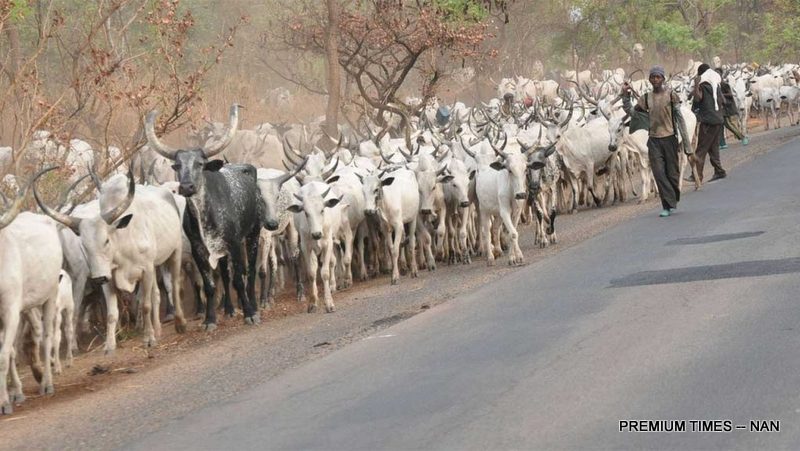 Blood and Beef: Sahel’s armed groups now use cattle rustling to fund violence