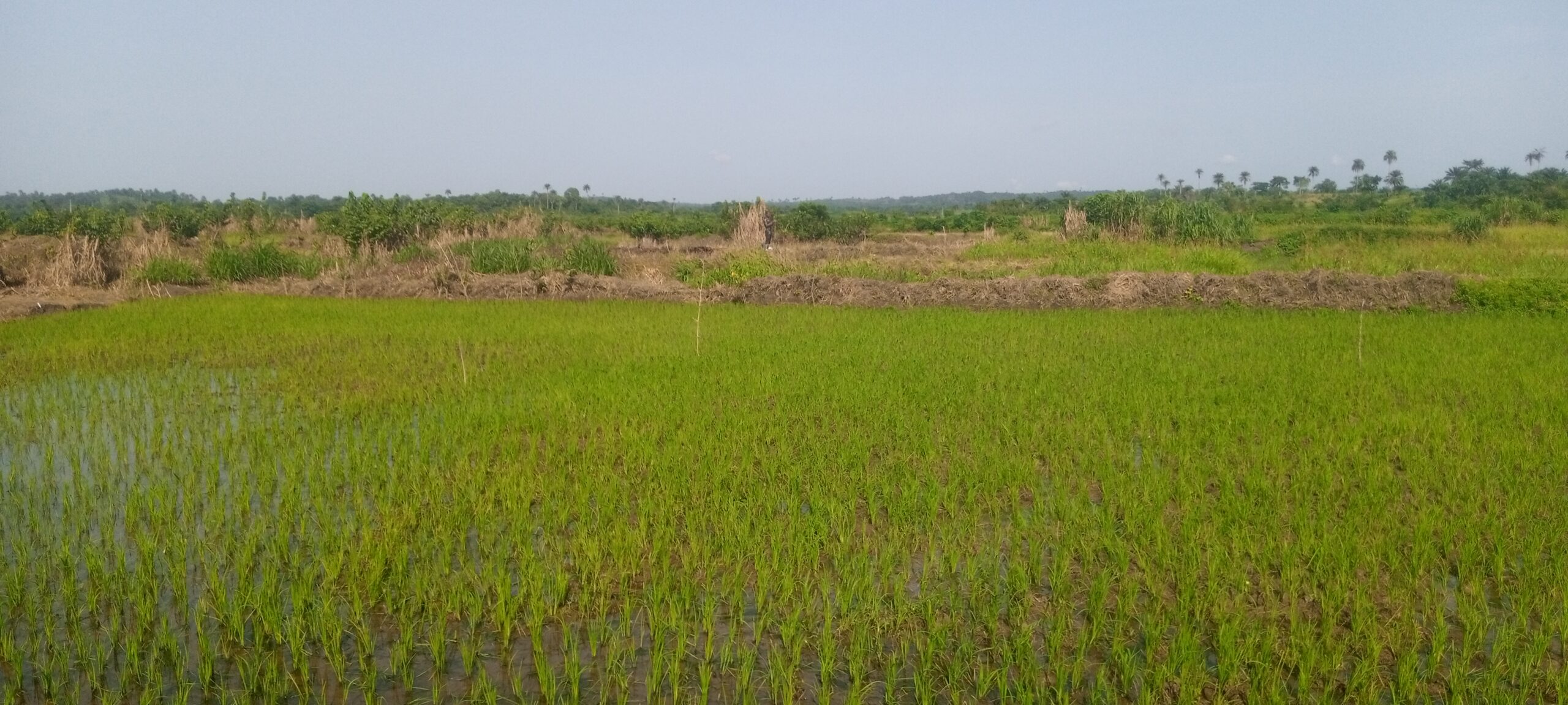 SPECIAL REPORT: Despite huge investments, Nigeria’s rice production can’t meet local consumption
