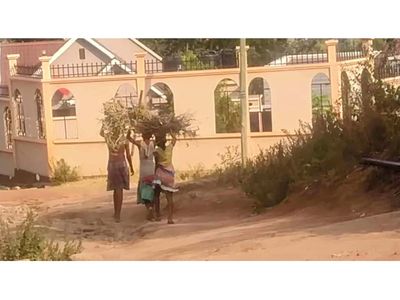 Mwanza: How firewood use and climate change drive school absenteeism