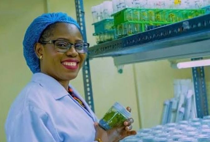 Africa Food Prize: IITA celebrates Nigerian scientist’s breakthrough in cassava, yam innovation