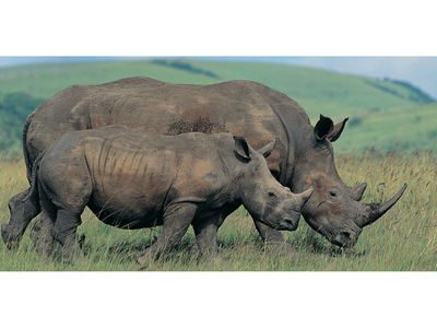 Why Africa’s rhinos still face uncertain future