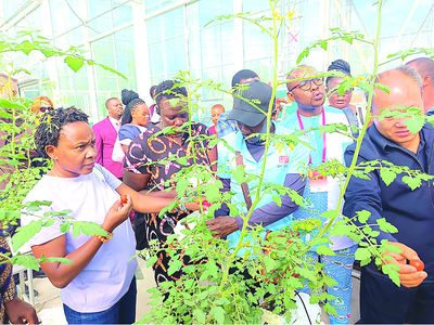 China’s new small tomato variety offers export opportunity for Tanzanian farmers
