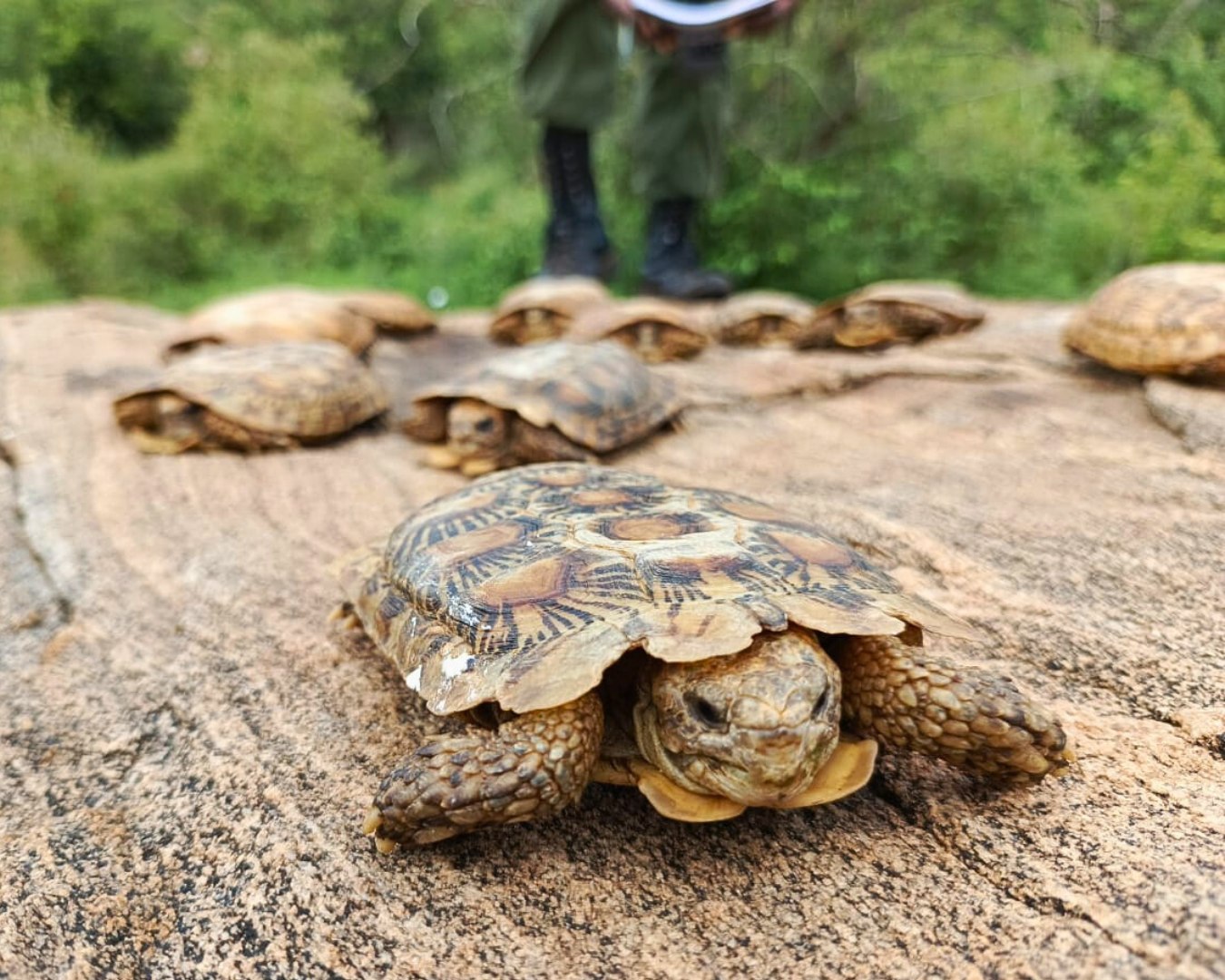 Saving the Pancake Tortoise: ‘Living emblem’ of Kenya’s natural heritage