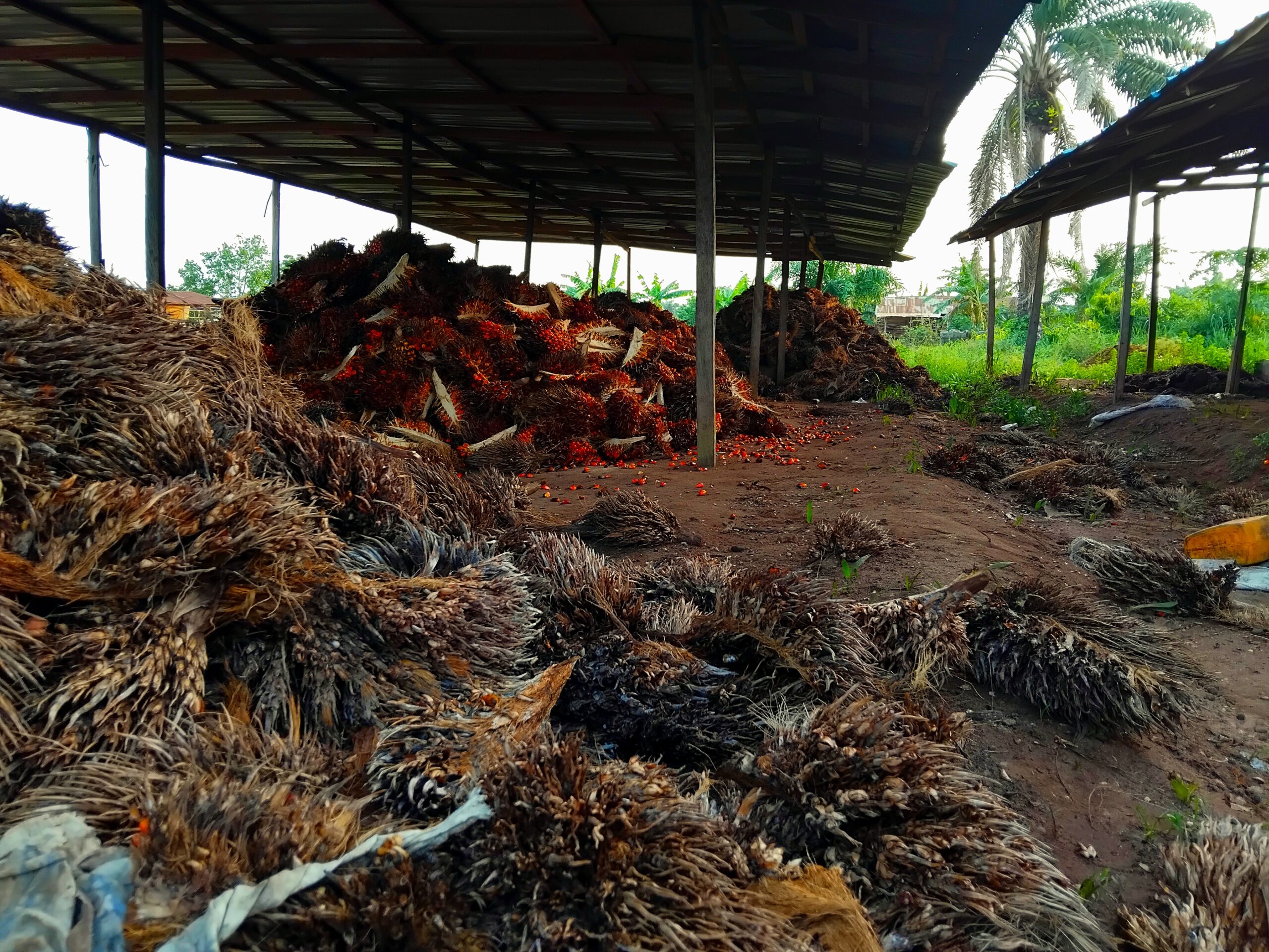 SPECIAL REPORT: Ondo’s bold palm oil push hampered by outdated practices