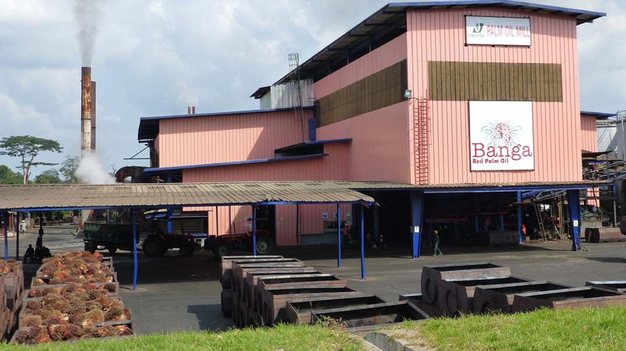 Okomu Oil declares special dividend as nine-month profit more than doubles